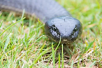 Tiger snake in Tasmania, Australia (Credit: Joel Everard via Shutterstock)