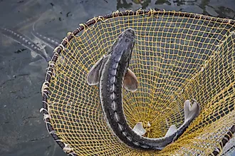 Sturgeon fish in river water