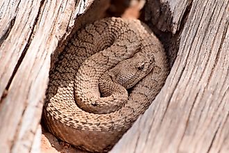 Faded rattlesnake coiled in a log in Colorado.