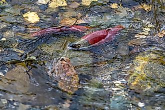kokanee salmon in an Oregon lake during spawning season