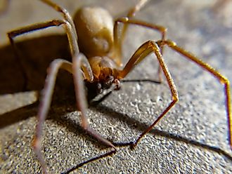A brown recluse (Loxosceles reclusa)