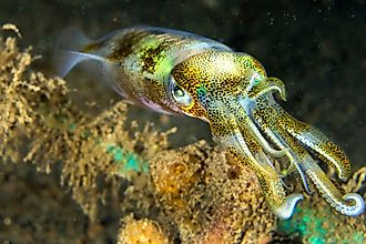 Reef Squid in Lembeh, North Sulawesi, Indonesia.