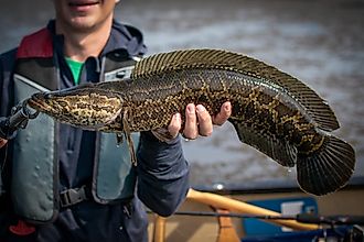 Northern Snakehead (Channa Argus)