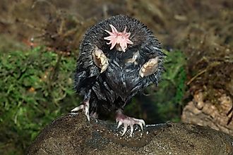 A star-nosed mole looking at the camera.