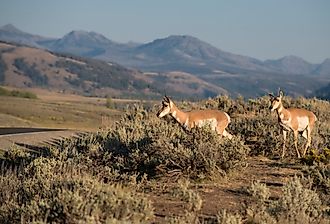 Pronghorn in Lamar Valley, Yellowstone.