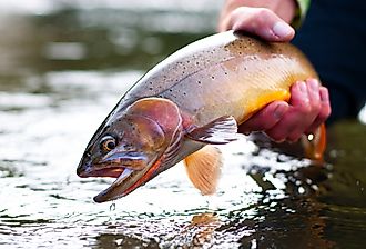 A Yellowstone Cutthroat trout being released into the water, one of the native fish making a come back in these lakes.