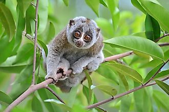 A Bengal slow loris on a tree branch.
