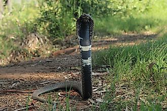 A rinkhals (Hemachatus haemachatus)