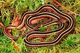 Eastern ribbonsnake resting on damp sphagnum moss in a wetland.