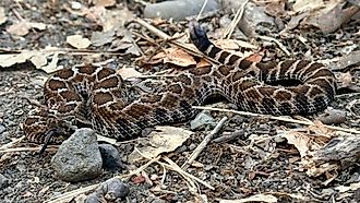 Northern Pacific rattlesnake