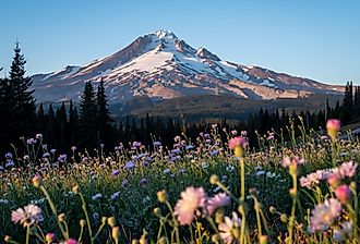 Colorful summer wildflowers with Mount Hood in the background. 
