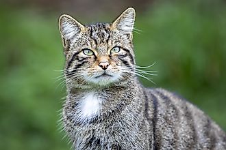 Portrait of a Scottish Wildcat.