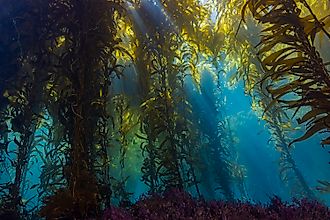 Underwater kelp forests are being threatened as temperatures begin to rise. Credit: Dmitry Demkin/ Shutterstock.com