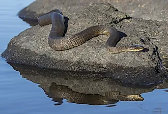Northern Water Snake (Nerodia sipedon) basking on a rock in summer.