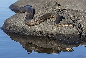 Northern Water Snake (Nerodia sipedon) basking on a rock in summer.