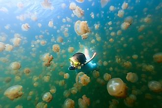 A woman snorkelling in the Jellyfish Lake in Palau.