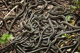 A swarm of red-sided garter snakes (thamnophis sirtalis parietalis)
