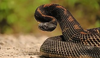 Gorgeous Timber Rattlesnake Black Phase.