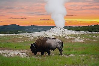 Buffalo and Old Faithful in Yellowstone