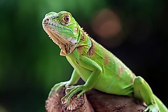 Green iguana side view on wood.