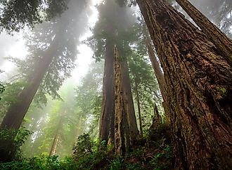 Foggy Light in the Redwoods at Del Norte Coast Redwoods State Park, Redwoods National Park, California. 