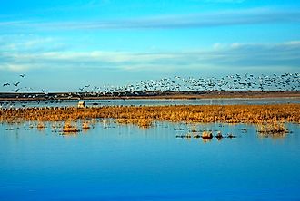 Wetlands and Wildlife Scenic Byway - Birds Flock over the Cheyenne Bottoms Wildlife Area. Editorial credit: Wikimedia Commons