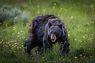 A big black bear in Yellowstone National Park