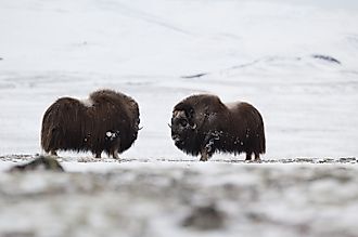 Musk-ox pair in winter in Norge, Dovrefjell Nation Park. Via Shutterstock / Zoltan Katona.