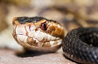 Extreme close-up image of cottonmouth snake (Agkistrodon piscivorus).
