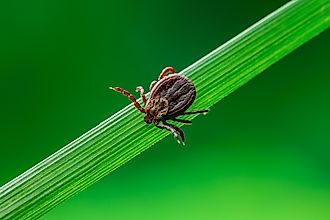 tick on grass