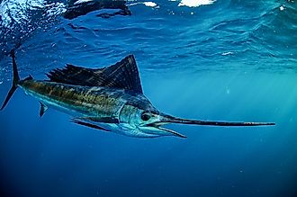 A Sailfish swimming off the coast of  Florida