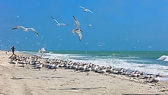 Flock of royal terns on a typical beach on Sanibel Island, Florida.