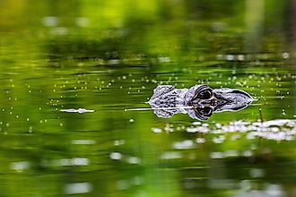 American alligators are abundant in Alabama.