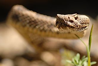 The Great Basin rattlesnake. Image by Nicholas Kiriazis via Shutterstock.