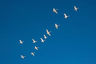 Migrating flock of white swans flying in blue sky.