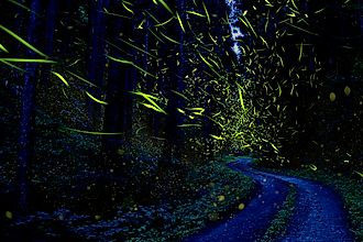 Fireflies light up a forest in Japan.