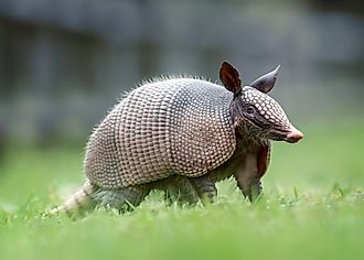 An armadillo