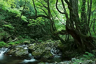 Japan has its own unique ecoregions due to the relative isolation of the country from mainland Asia.