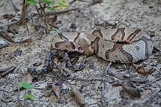 Adult copperhead and young