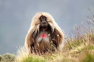 A gelada (Theropithecus gelada)