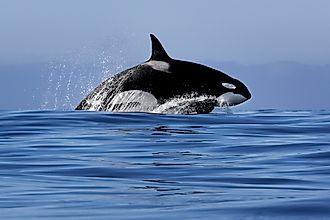 An orca (Orcinus orca)
