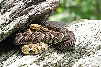 Timber rattlesnakes basking on a rock ledge.