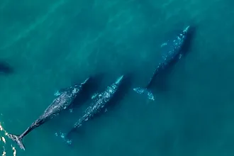 Gray whales migration. 