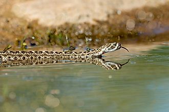 A Western-diamondback rattlesnake entering the water.
