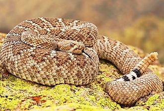 A deadly Western Diamondback Rattlesnake (Crotalus atrox).