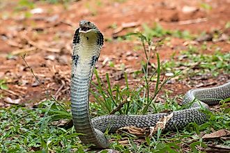 An angry King Cobra snake, one of the fastest snakes in the world.