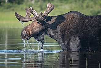 An adult male moose munching on water plants in Maine's North Woods.