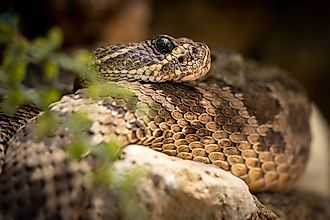 A closeup shot of Western diamondback rattlesnake (Crotalus atrox).
