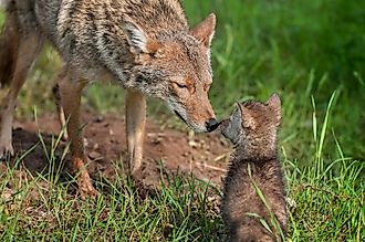 A coyote and her pup.