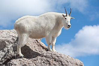 Male Mountain Goat standing high up on the mountain, against blue sky